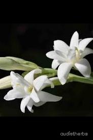 augmented_Polianthes tuberosa flower3_rotated_90.jpeg